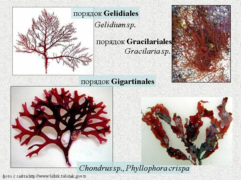 фото с сайта http://www.biltek.tubitak.gov.tr Chondrus sp., Phyllophora crispa Gelidium sp. Gracilaria sp. порядок Gelidiales